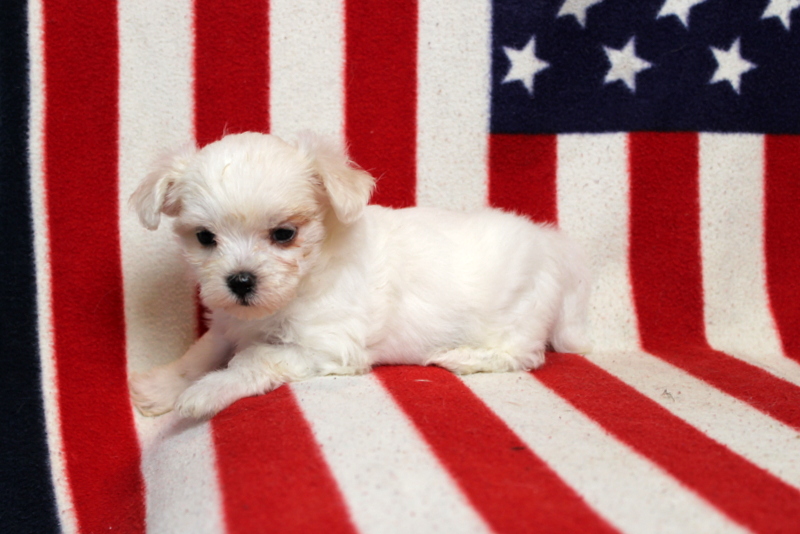 puppy, for, sale, Maltese, Matthew B. Stoltzfus, dog, breeder, Gap, PA, dog-breeder, puppy-for-sale, forsale, nearby, find, puppyfind, locator, puppylocator, aca